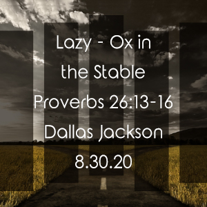 Lazy – Ox in the Stable